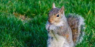 scoiattolo-roditore-persone-ferite