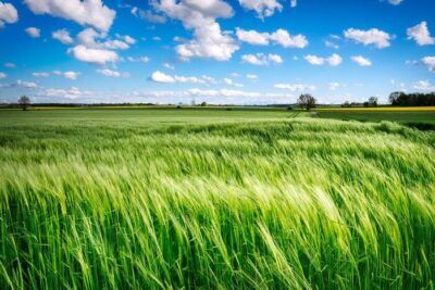 agricoltura profitto energia solare