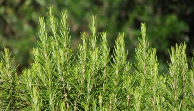 rosmarino-arma-segreta-coronavirus-covid