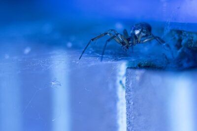 Falsa vedova ragno pipistrelli