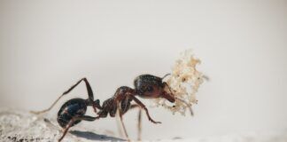 cancro formiche