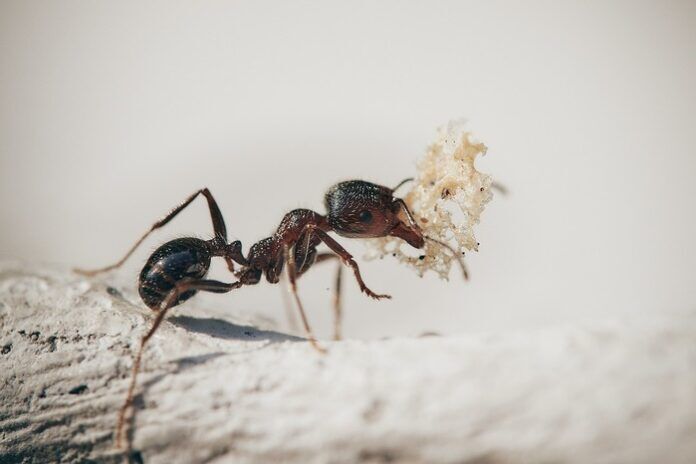 cancro formiche