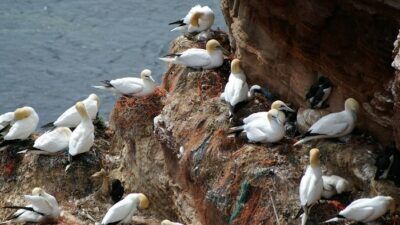 inquinamento oceanico biomateriale plastica