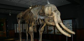 biologia mammut lanoso