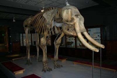 biologia mammut lanoso