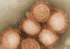 omicron-ba2-nuova-variante-coronavirus