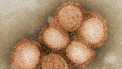 omicron-ba2-nuova-variante-coronavirus