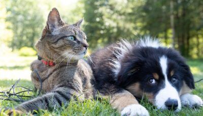 animali-domestici-sostanze-chimiche-feci