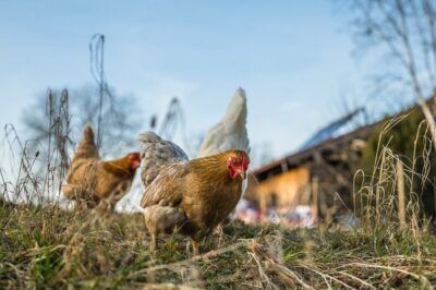 psicologia bambini animali da fattoria