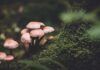 funghi-parlano-parole-comunicazione