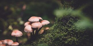 funghi-parlano-parole-comunicazione