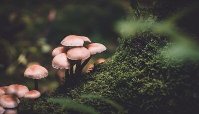 funghi-parlano-parole-comunicazione