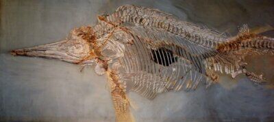 ittiosauro