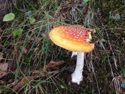 funghi magici depressione