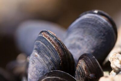 CO2 molluschi