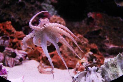 cambiamento climatico estinzione animali oceanici