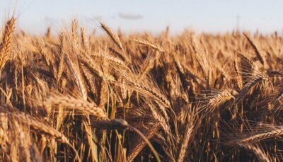 alghe-colture-geneticamente-modificate
