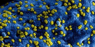 pandemie-cambiamento-climatico-virus