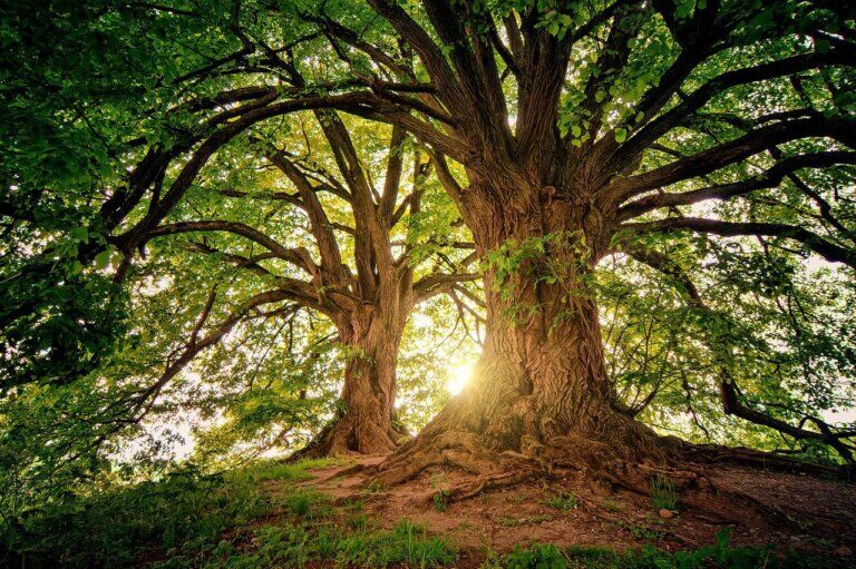 suono-albero