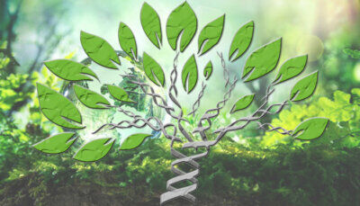 alberi evolutivi