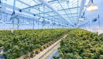 cannabis-thc-scopo-medico