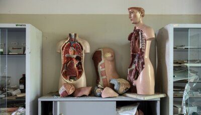 fegato-anni-organo-corpo