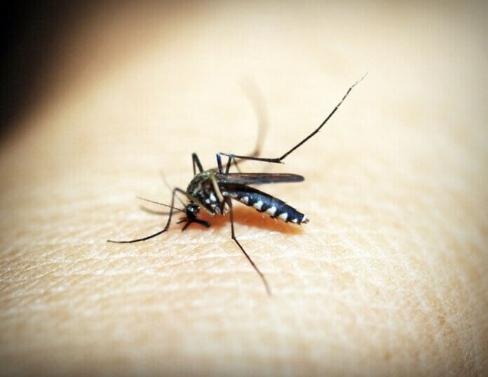 malaria parassita