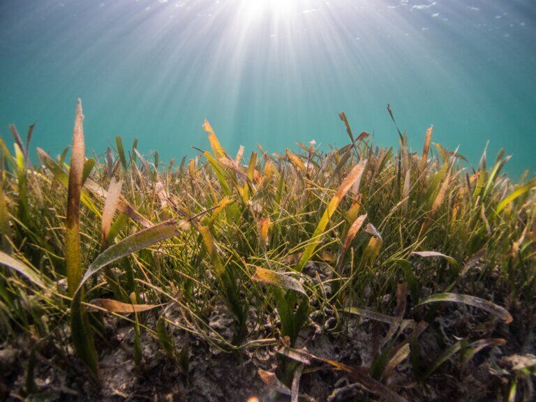 posidonia