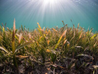 posidonia