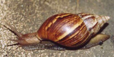 invasione lumache giganti florida