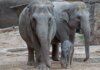 elefanti-virus-mortale-zoo