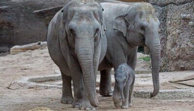 elefanti-virus-mortale-zoo