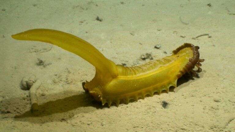 cetriolo-mare
