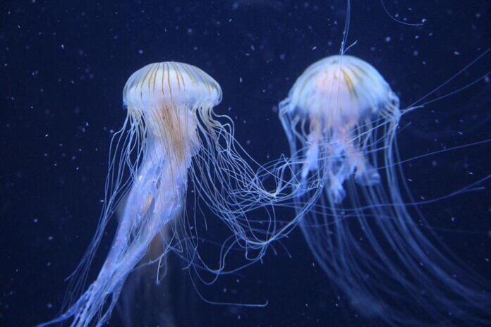 medusa immortale invecchiamento