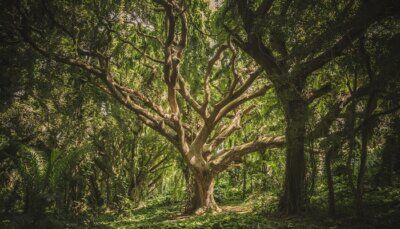 alberi-geneticamente-modificati-clima