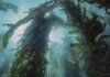 alghe-foreste-sottomarine-clima