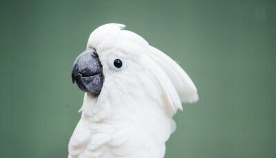 cacatua-australiani-guerra-spazzatura
