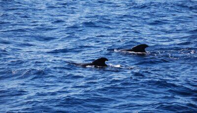 cetacei-influenza-aviaria-esemplare