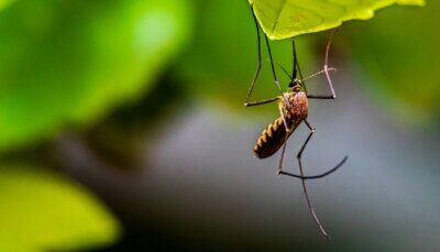 malaria-casi-aumento-fungo