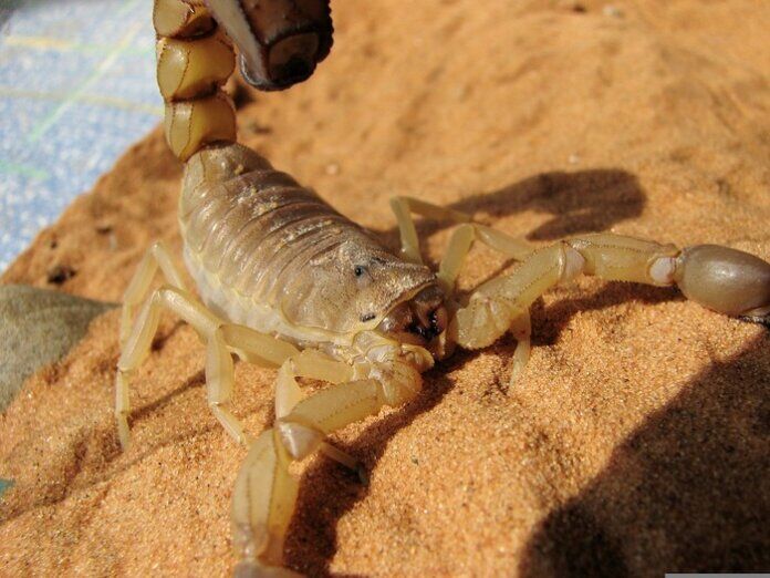 scorpioni specie california