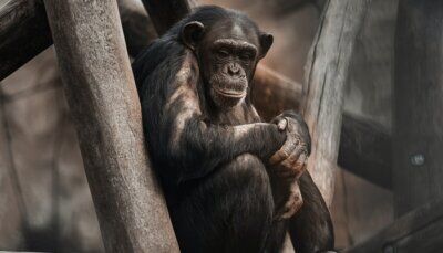 zoo-animali-comportamenti-pandemia