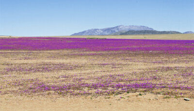 atacama desert blooming