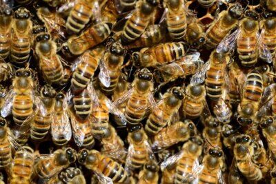 atmosfera insetti elettricità