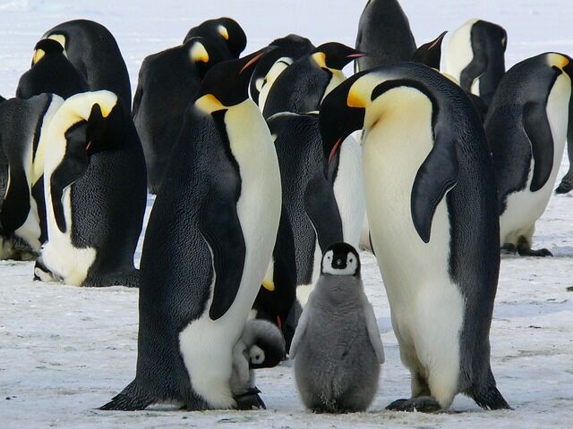pinguini imperatore