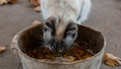 animali-domestici-dieta-inquinamento