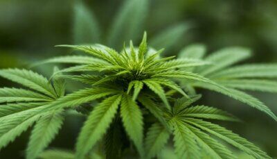 cannabis-sostanza-combattere-cancro
