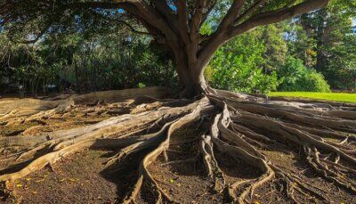 estinzione-massa-radici-alberi
