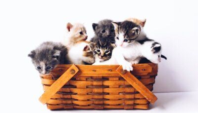 gatti-animali-supporto-emotivo