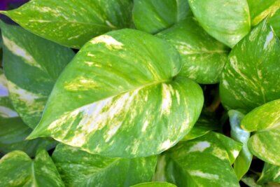 aria pianta purificatori