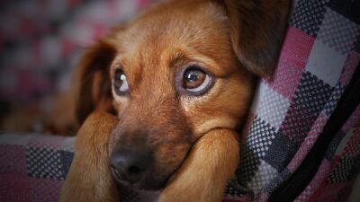 Influenza canina: negli USA è boom di contagi